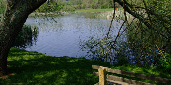 Bench overlooking Backwell Lake