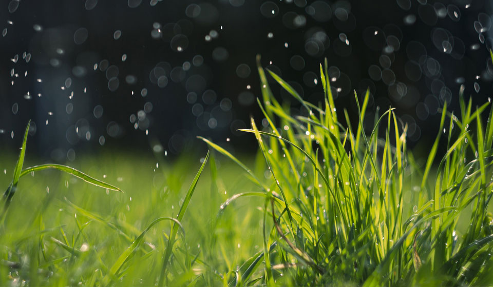 Close up view of grass