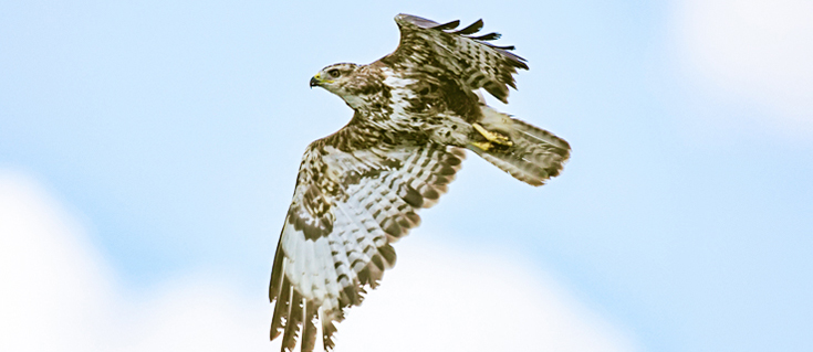 Buzzard Flying Over At Clatworthy Reservoir