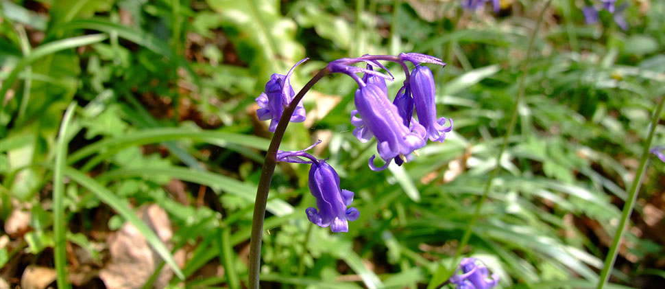 Bluebells at tucking mill