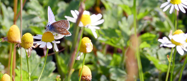 Butterfly on a Flower at Durleigh Reservoir