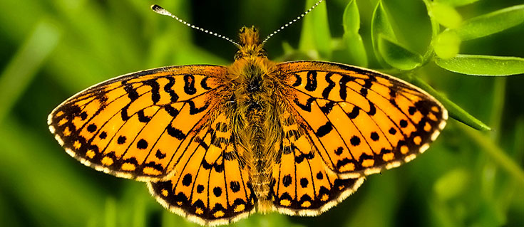 Fritillary Butterfly At Clatworthy Reservoir