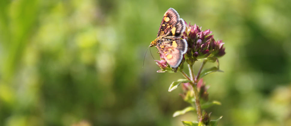 Butterfly on a flower at Tucking Mill Reservoir