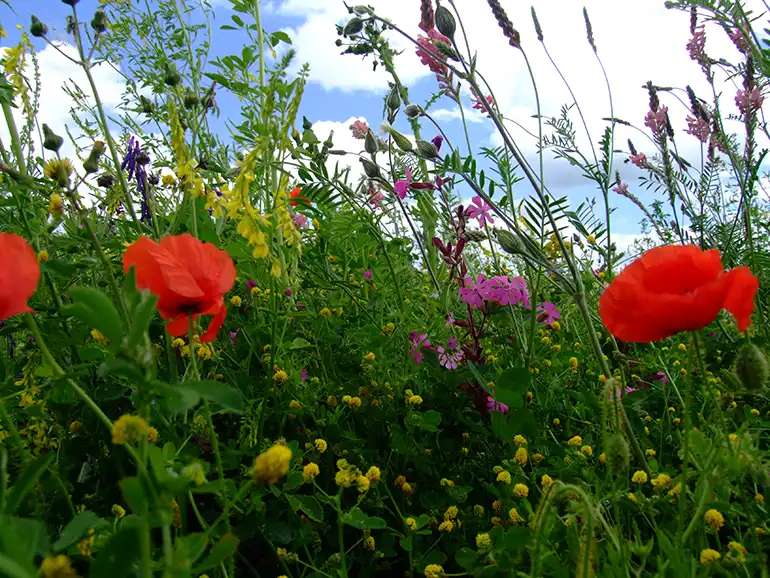 Close up image of wildflowers