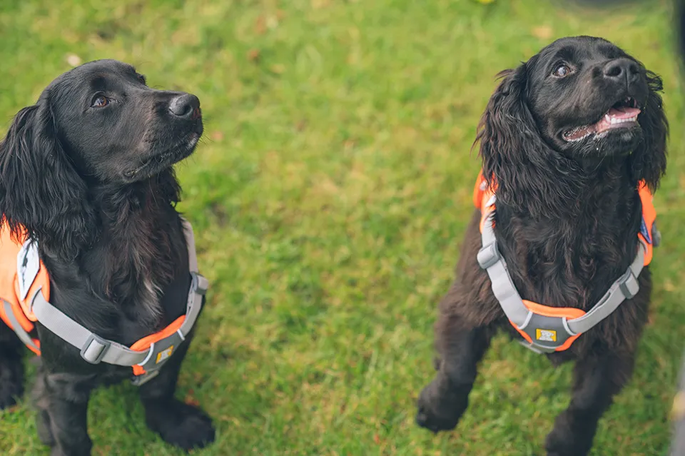 Bluey and Bandit - misconnection detector dogs - Supplier, CAPE SPC