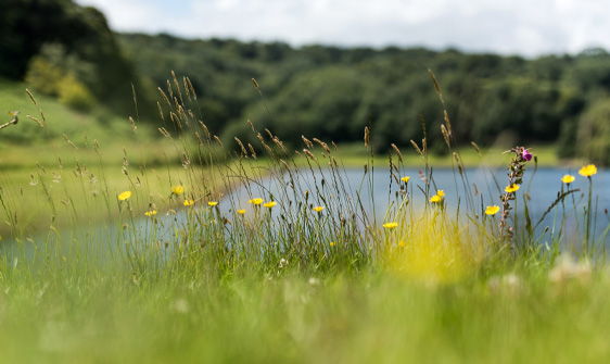 Wild Flowers Clatworthy Reservoir