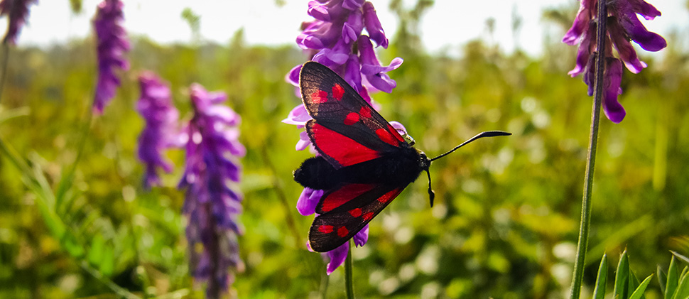 Butterfly on a purple flower