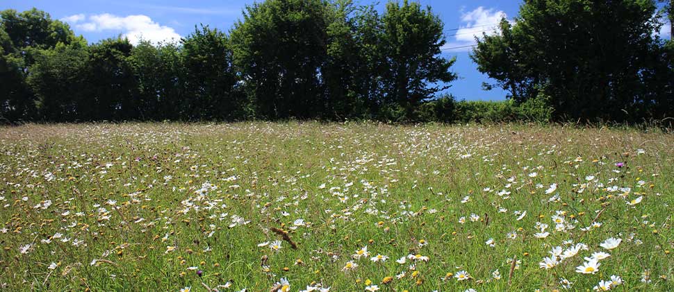 Wild flower meadow at Sutton Bingham Reservoir