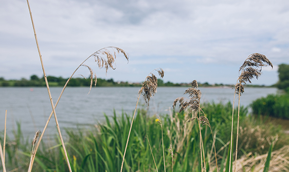 Durleigh Reservoir Through Reeds